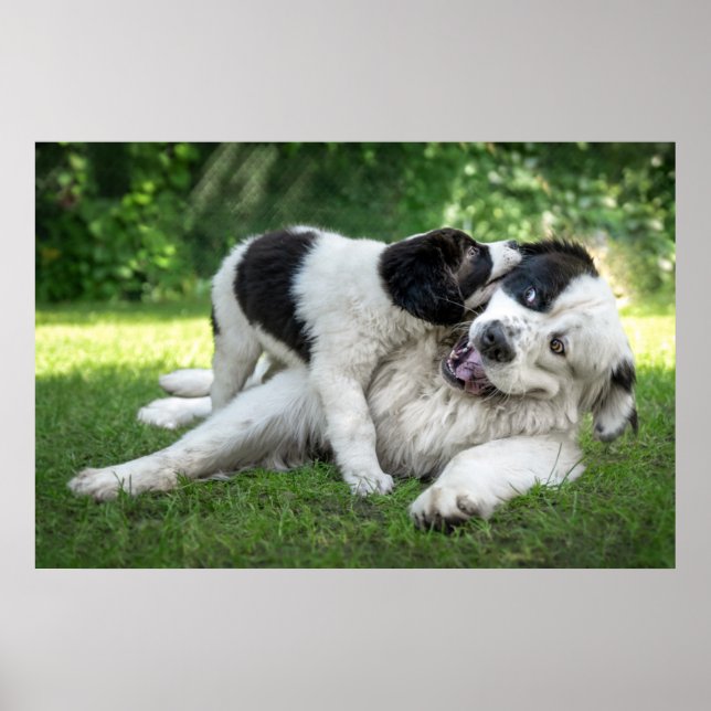 Cutest Baby Animals | Landseer Puppy Poster (Front)