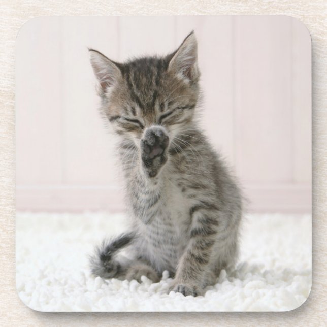 Cutest Baby Animals | Licking Tabby Kitten Beverage Coaster (Front)
