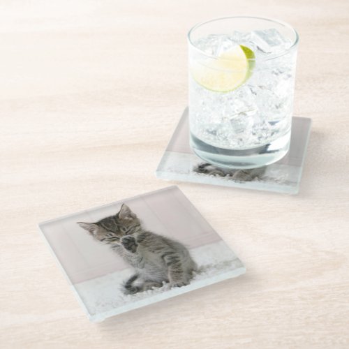 Cutest Baby Animals  Licking Tabby Kitten Glass Coaster