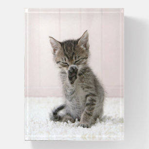 Cutest Baby Animals   Licking Tabby Kitten Paperweight
