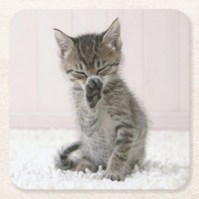 Cutest Baby Animals | Licking Tabby Kitten Square Paper Coaster (Front)