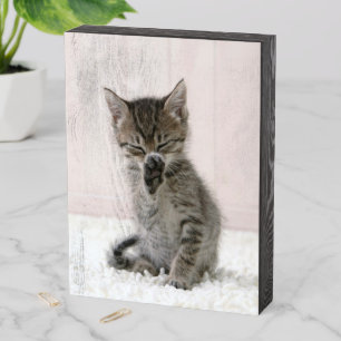 Cutest Baby Animals Licking Tabby Kitten Wooden Box Sign