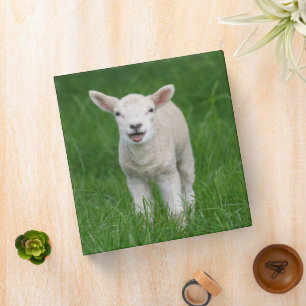 Cutest Baby Animals   Lil Lamb 3 Ring Binder