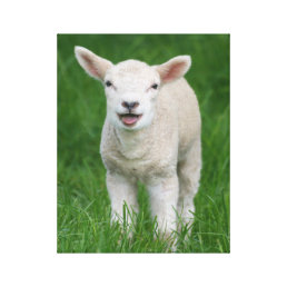 Cutest Baby Animals | Lil Lamb Canvas Print