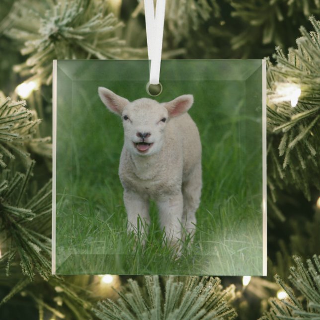 Cutest Baby Animals | Lil Lamb Glass Ornament (Insitu)