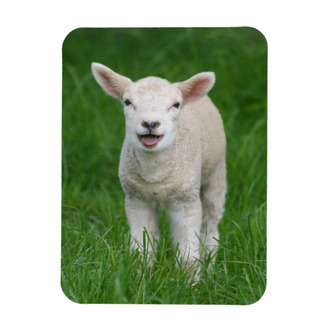 Cutest Baby Animals | Lil Lamb Magnet (Vertical)