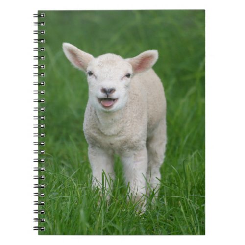 Cutest Baby Animals  Lil Lamb Notebook