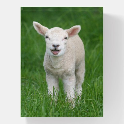 Cutest Baby Animals  Lil Lamb Paperweight
