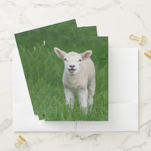 Cutest Baby Animals  Lil Lamb Pocket Folder