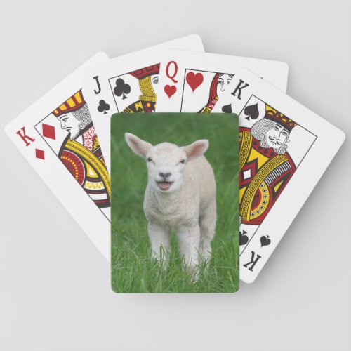 Cutest Baby Animals  Lil Lamb Poker Cards