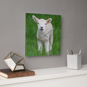 Cutest Baby Animals   Lil Lamb Square Wall Clock