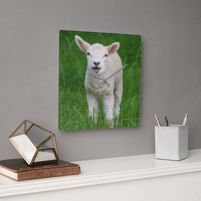 Cutest Baby Animals | Lil Lamb Square Wall Clock (Office)