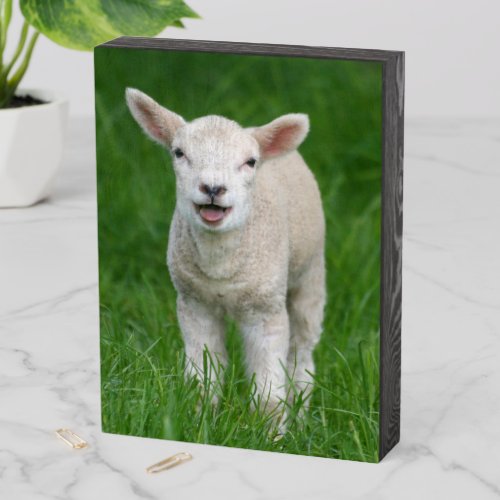 Cutest Baby Animals  Lil Lamb Wooden Box Sign