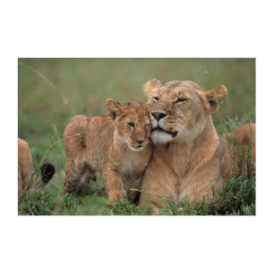 Cutest Baby Animals Lion Cub & Mother Acrylic Print