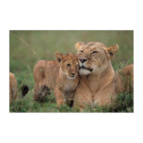 Cutest Baby Animals  Lion Cub  Mother Acrylic Print