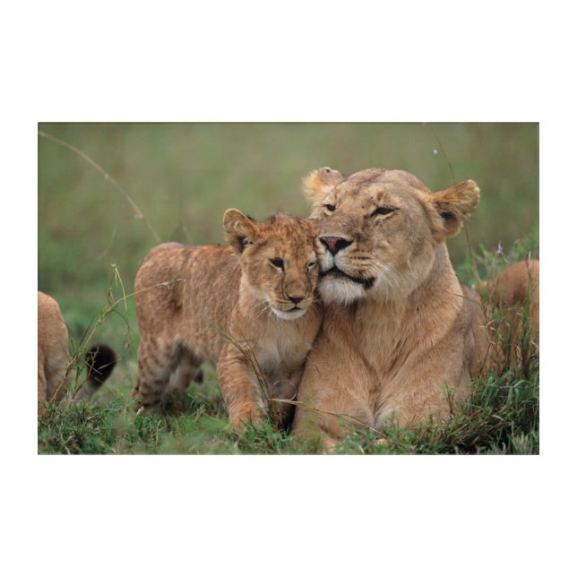 Cutest Baby Animals | Lion Cub & Mother Acrylic Print (Front)