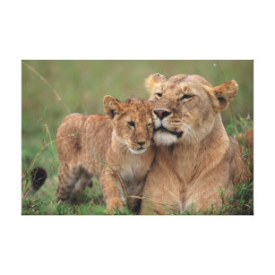 Cutest Baby Animals   Lion Cub & Mother Canvas Print