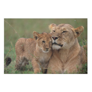 Cutest Baby Animals Lion Cub & Mother Faux Canvas Print