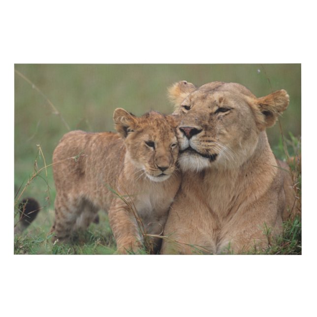 Cutest Baby Animals | Lion Cub & Mother Faux Canvas Print (Front)