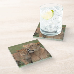 Cutest Baby Animals Lion Cub & Mother Glass Coaster