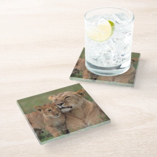 Cutest Baby Animals  Lion Cub  Mother Glass Coaster