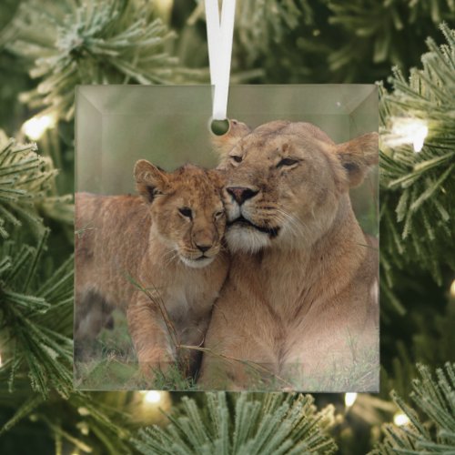 Cutest Baby Animals  Lion Cub  Mother Glass Ornament