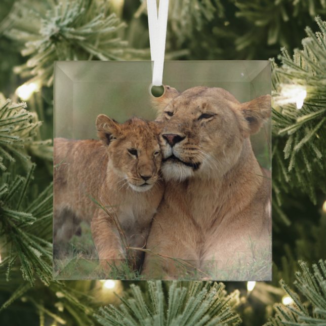 Cutest Baby Animals | Lion Cub & Mother Glass Ornament (Insitu)