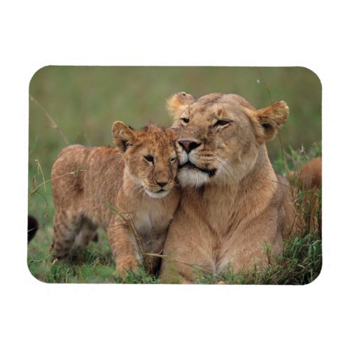 Cutest Baby Animals  Lion Cub  Mother Magnet