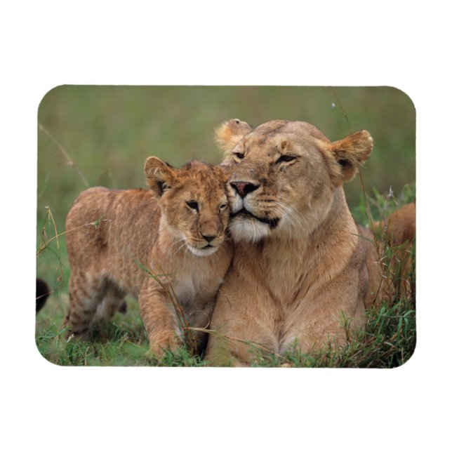Cutest Baby Animals | Lion Cub & Mother Magnet (Horizontal)