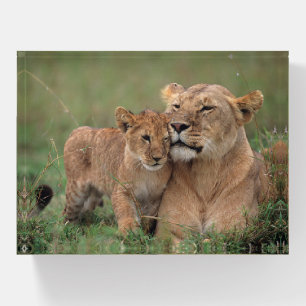 Cutest Baby Animals Lion Cub & Mother Paperweight