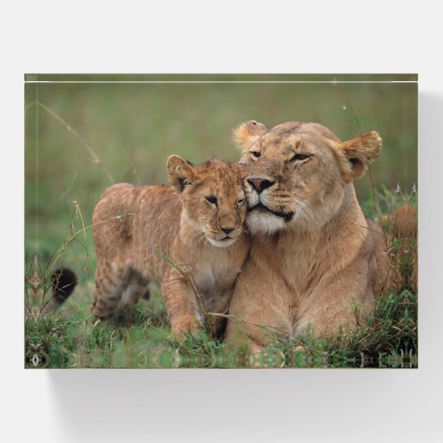 Cutest Baby Animals | Lion Cub & Mother Paperweight (Front)