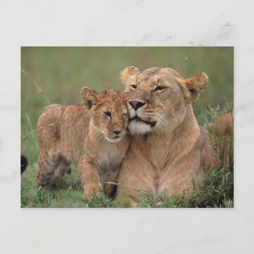 Cutest Baby Animals  Lion Cub  Mother Postcard