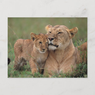 Cutest Baby Animals   Lion Cub & Mother Postcard