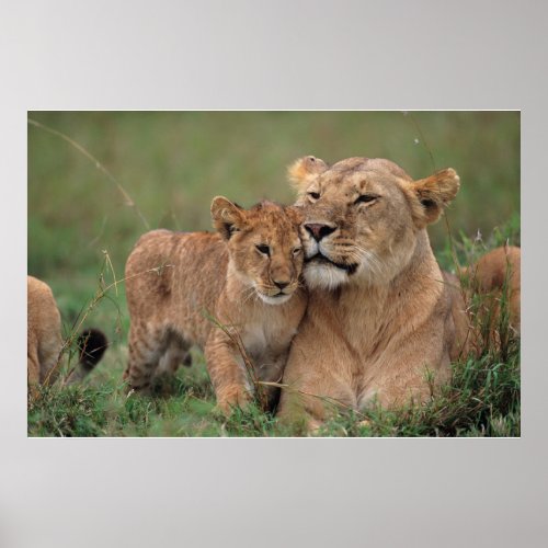 Cutest Baby Animals  Lion Cub  Mother Poster