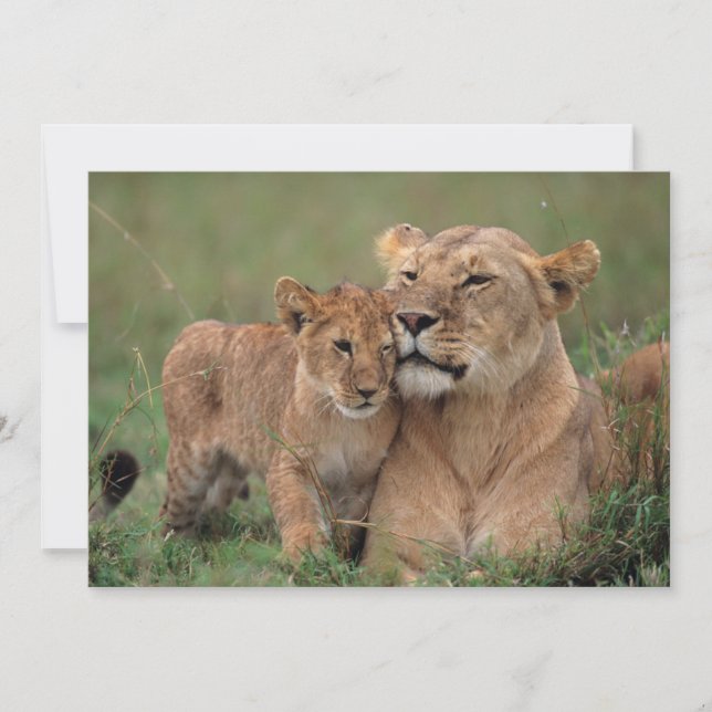 Cutest Baby Animals | Lion Cub & Mother Thank You Card (Front)