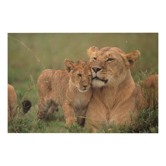Cutest Baby Animals | Lion Cub & Mother Wood Wall Art (Front)