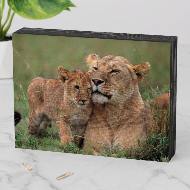 Cutest Baby Animals | Lion Cub & Mother Wooden Box Sign (In Situ Horizontal)