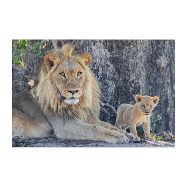 Cutest Baby Animals | Lion Dad & Cub Acrylic Print (Front)