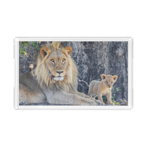 Cutest Baby Animals  Lion Dad  Cub Acrylic Tray