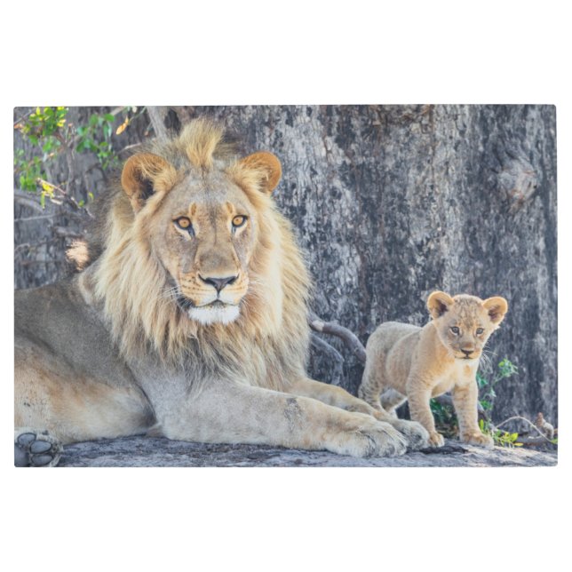 Cutest Baby Animals | Lion Dad & Cub Metal Print (Front)