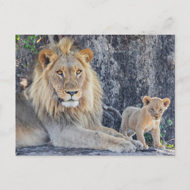 Cutest Baby Animals | Lion Dad & Cub Postcard (Front)