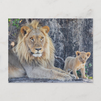 Cutest Baby Animals | Lion Dad & Cub Postcard