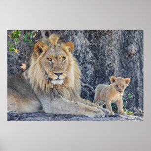 Cutest Baby Animals Lion Dad & Cub Poster