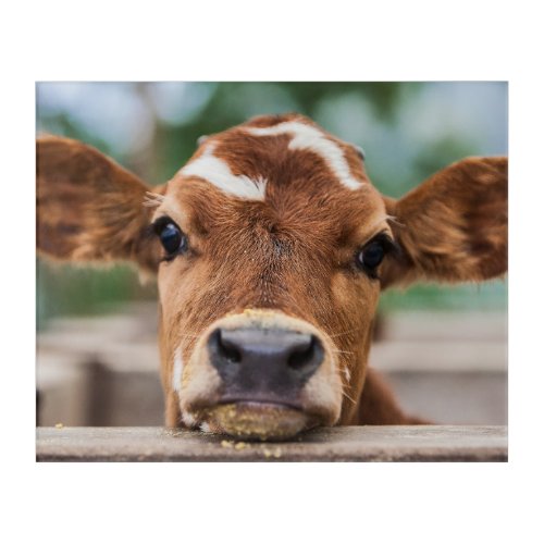 Cutest Baby Animals  Little Cow Calf Acrylic Print