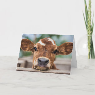 Cutest Baby Animals Little Cow Calf Card