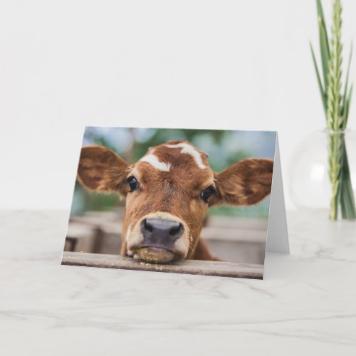 Cutest Baby Animals  Little Cow Calf Card