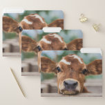 Cutest Baby Animals | Little Cow Calf File Folder<br><div class="desc">This Getty Cutest Baby Animals photo features a little calf.</div>