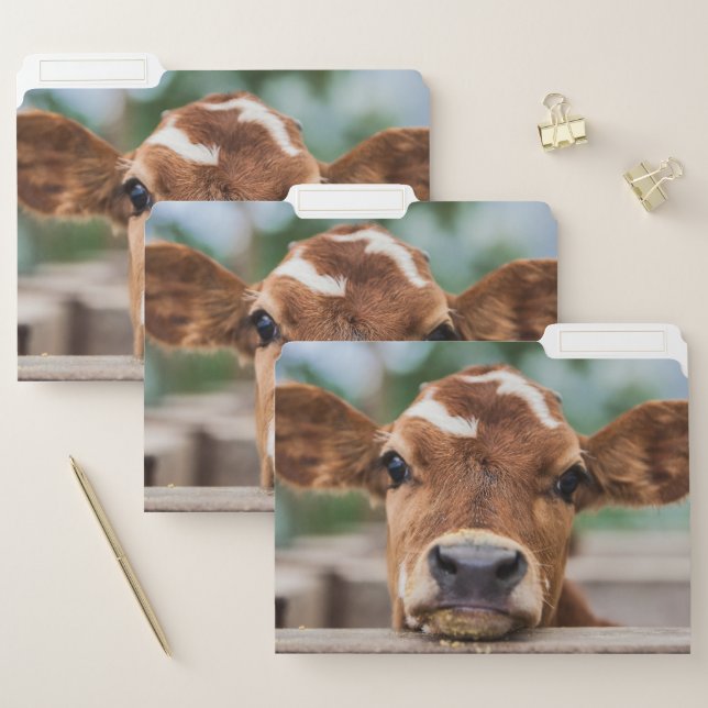 Cutest Baby Animals | Little Cow Calf File Folder (Set)