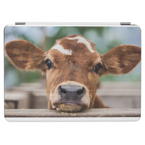 Cutest Baby Animals  Little Cow Calf iPad Air Cover