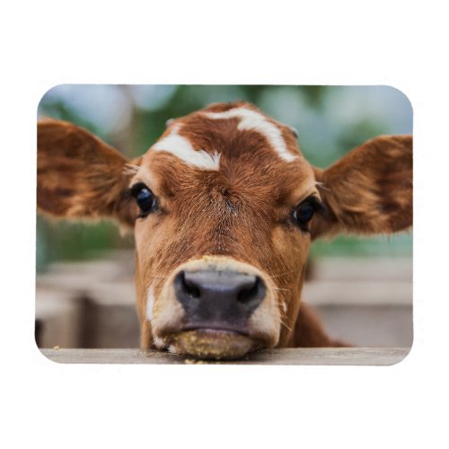 Cutest Baby Animals  Little Cow Calf Magnet